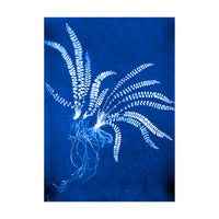 Cecilia Glaisher's Ferns Indigo Prints by Dale Goffigon