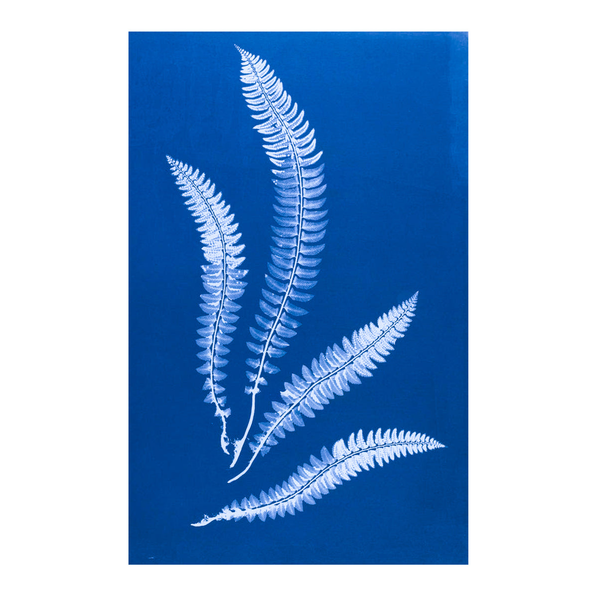 Cecilia Glaisher's Ferns Indigo Prints by Dale Goffigon