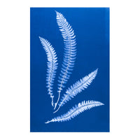 Cecilia Glaisher's Ferns Indigo Prints by Dale Goffigon