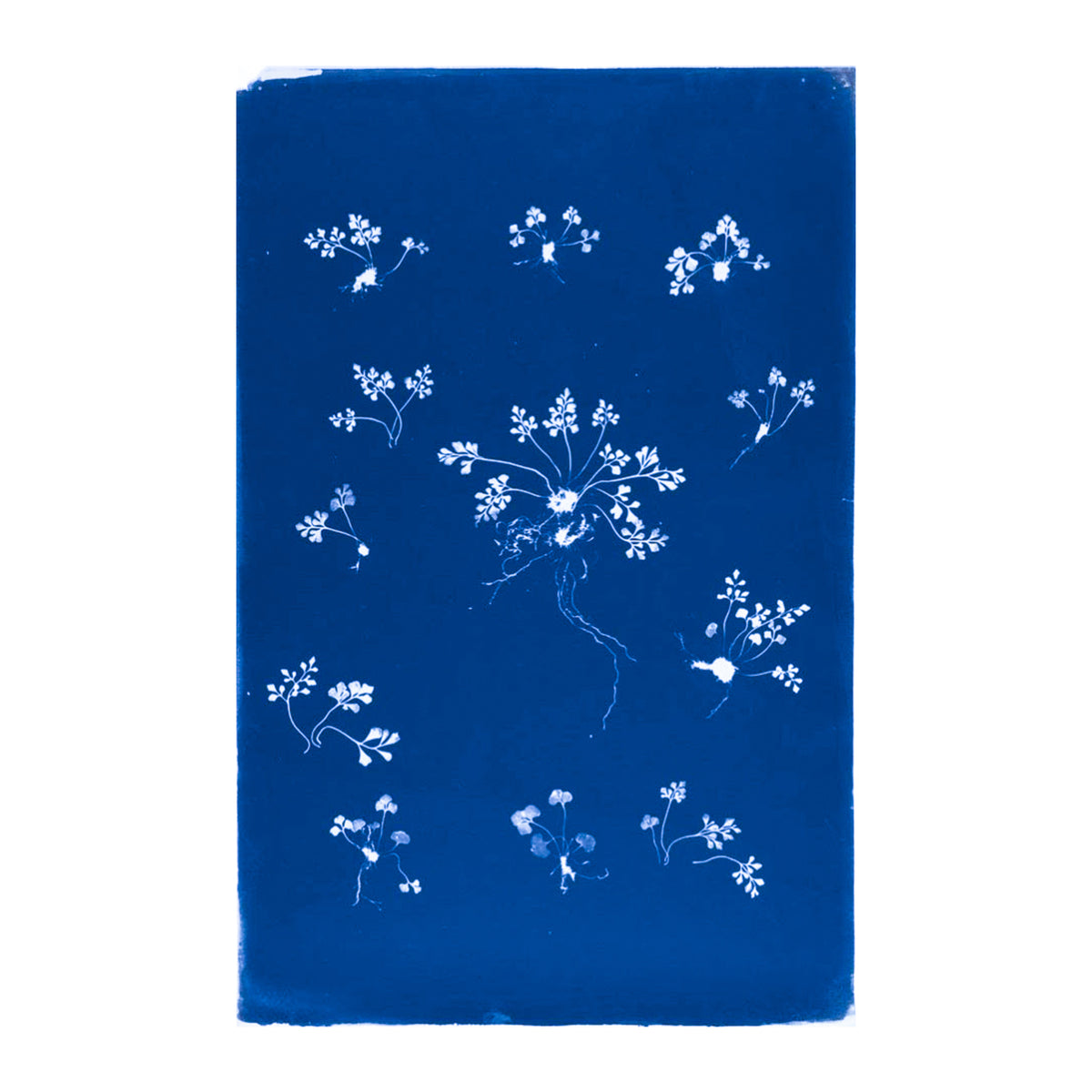 Cecilia Glaisher's Ferns Indigo Prints by Dale Goffigon