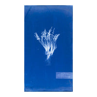 Cecilia Glaisher's Ferns Indigo Prints by Dale Goffigon