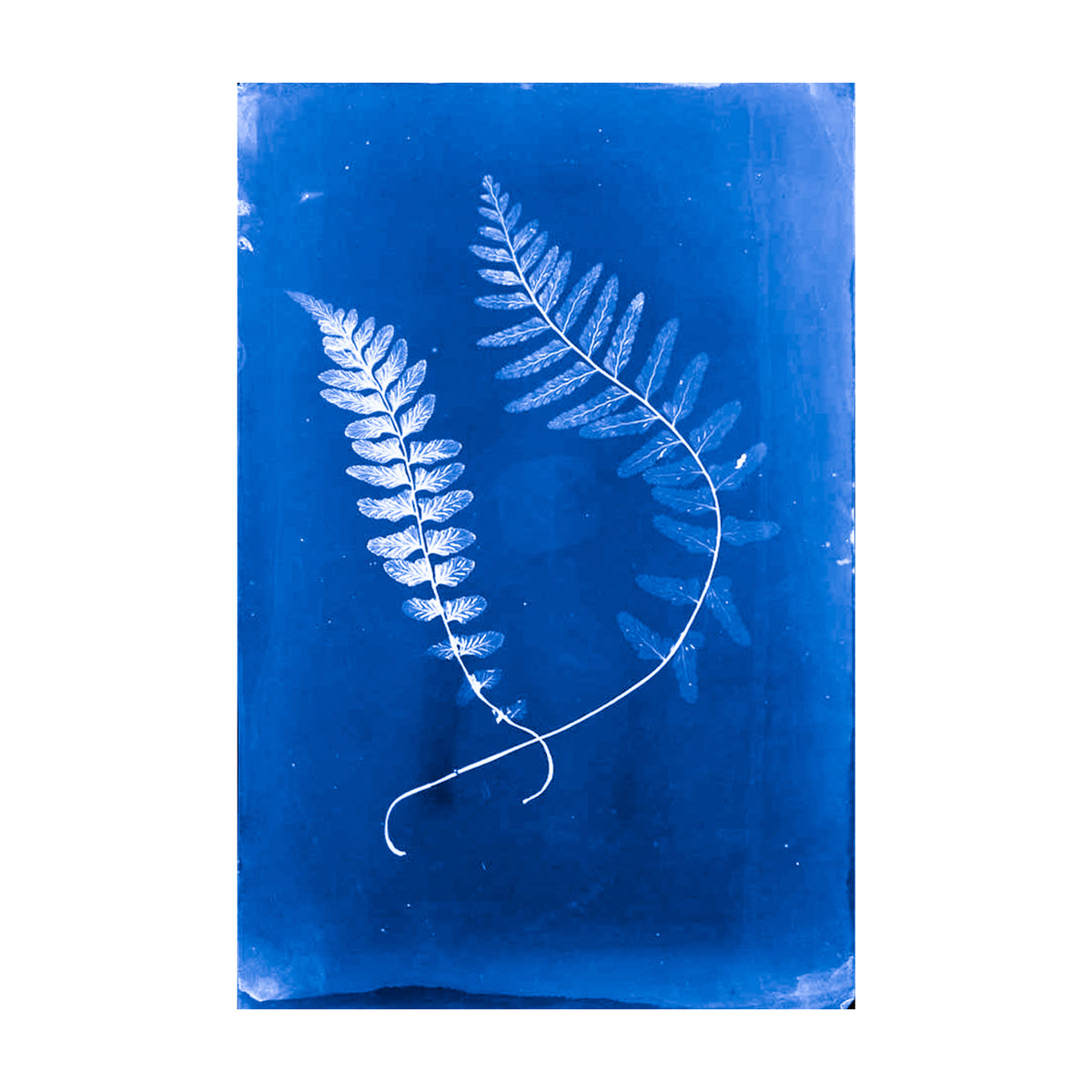 Cecilia Glaisher's Ferns Indigo Prints by Dale Goffigon