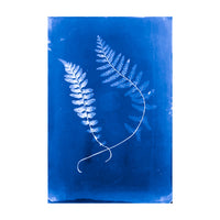 Cecilia Glaisher's Ferns Indigo Prints by Dale Goffigon