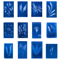 Cecilia Glaisher's Ferns Indigo Prints by Dale Goffigon