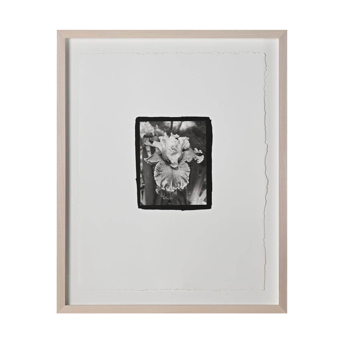 Frances Palmer, Carnival of Color Bearded Iris Platinum-Palladium Print