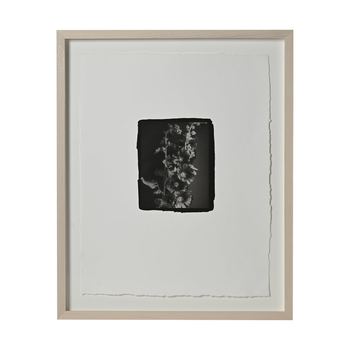 Frances Palmer, Black Hollyhocks Platinum-Palladium Print