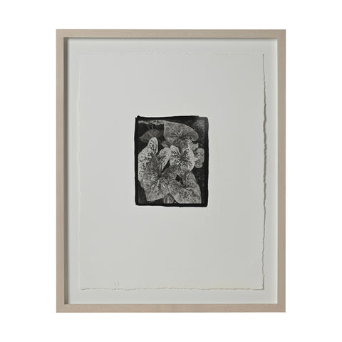 Frances Palmer, Caladiums Platinum-Palladium Print