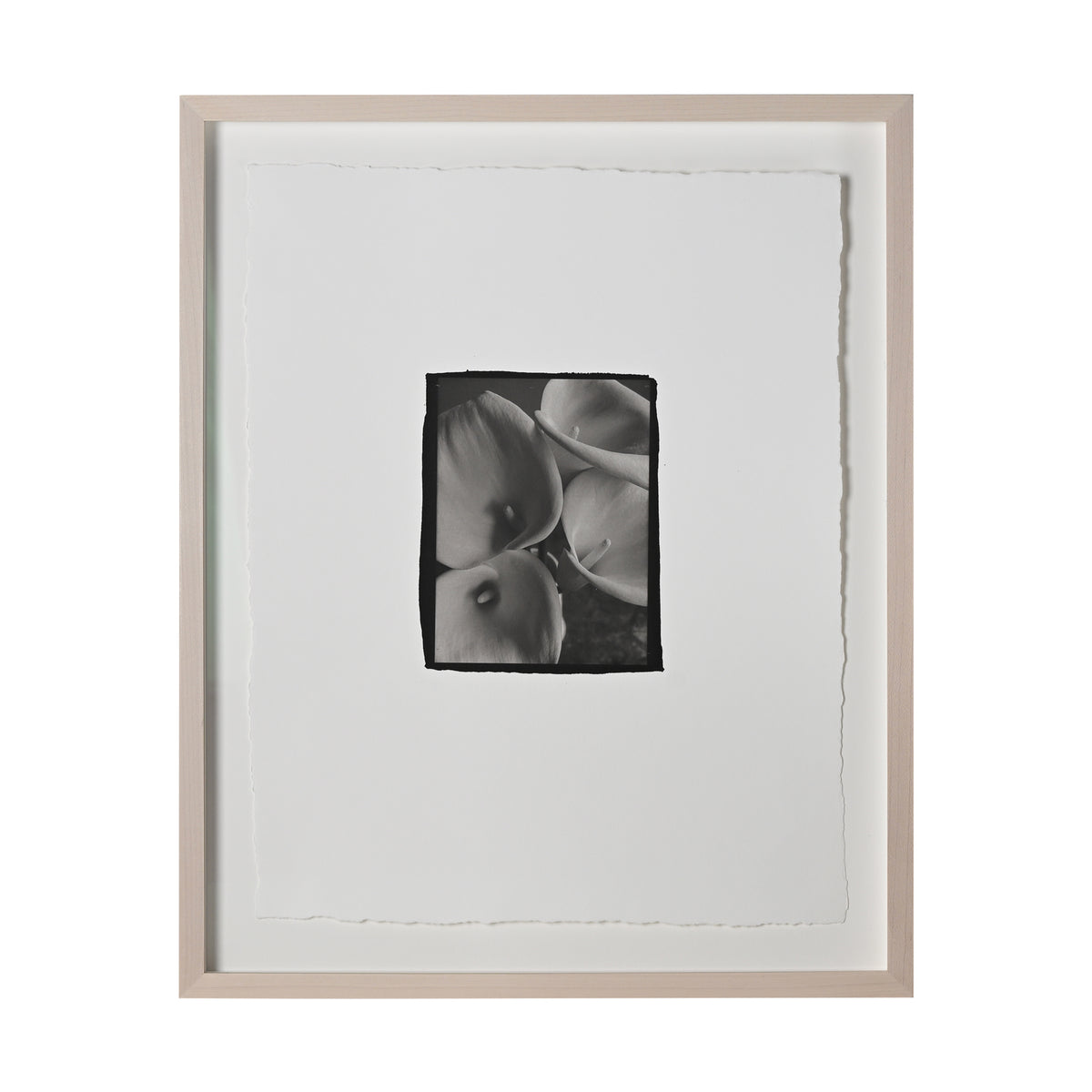 Frances Palmer, Calla Lilies Platinum-Palladium Print
