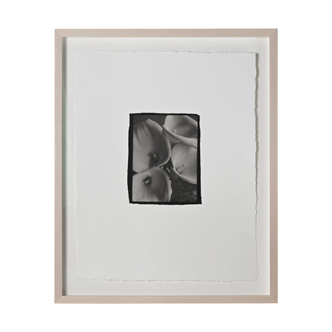 Frances Palmer, Calla Lilies Platinum-Palladium Print