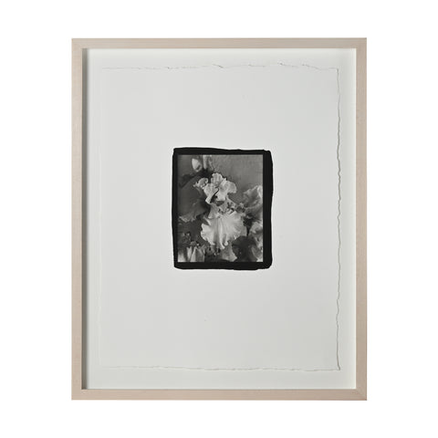 Frances Palmer, Champagne Elegance Bearded Iris Platinum-Palladium Print