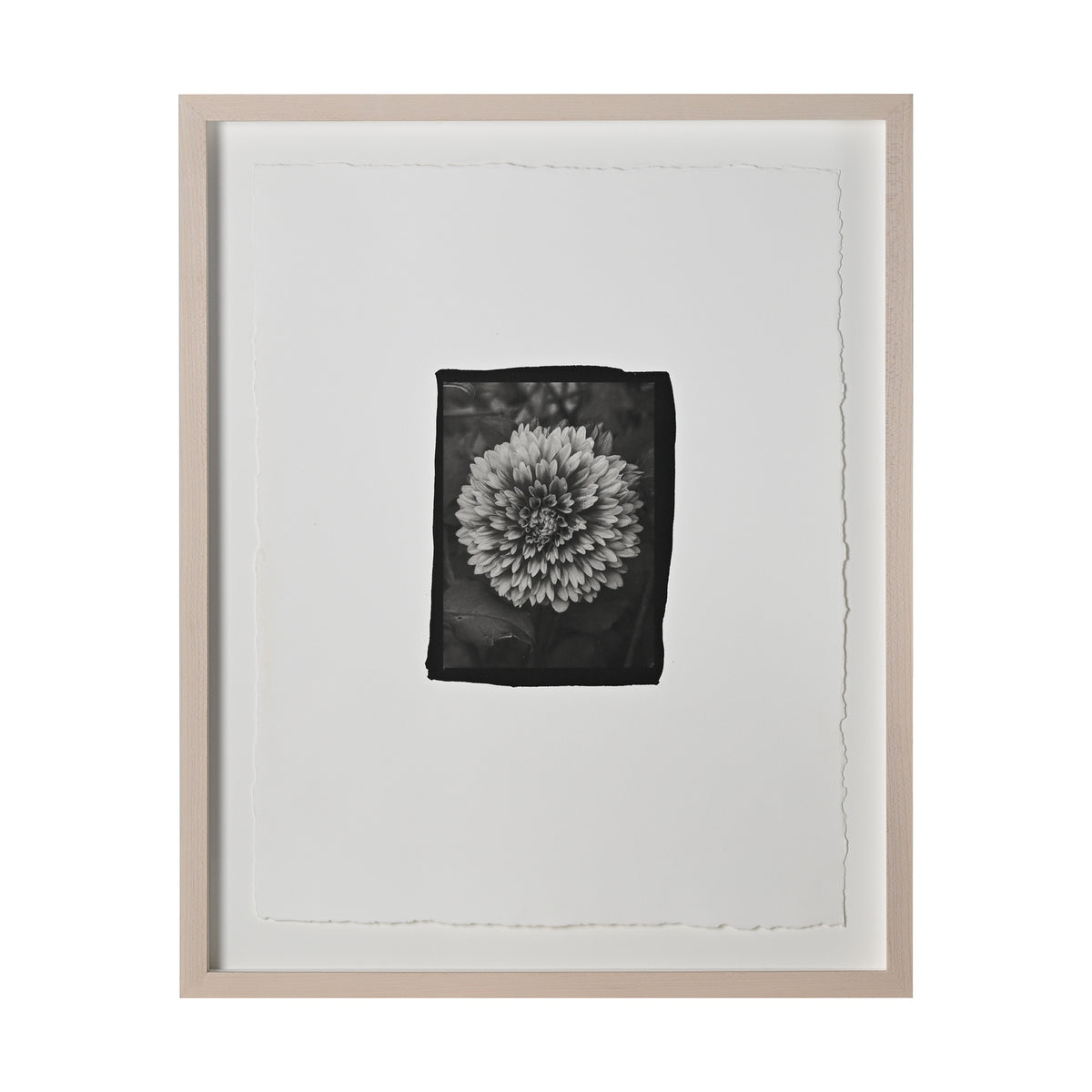 Frances Palmer, Fuzzy Wuzzy Dahlia Platinum-Palladium Print