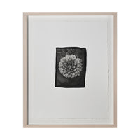 Frances Palmer, Fuzzy Wuzzy Dahlia Platinum-Palladium Print