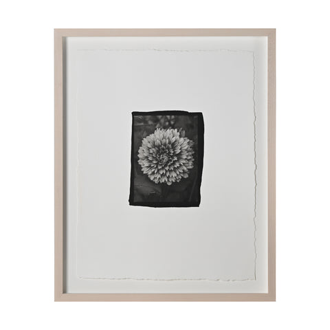 Frances Palmer, Fuzzy Wuzzy Dahlia Platinum-Palladium Print