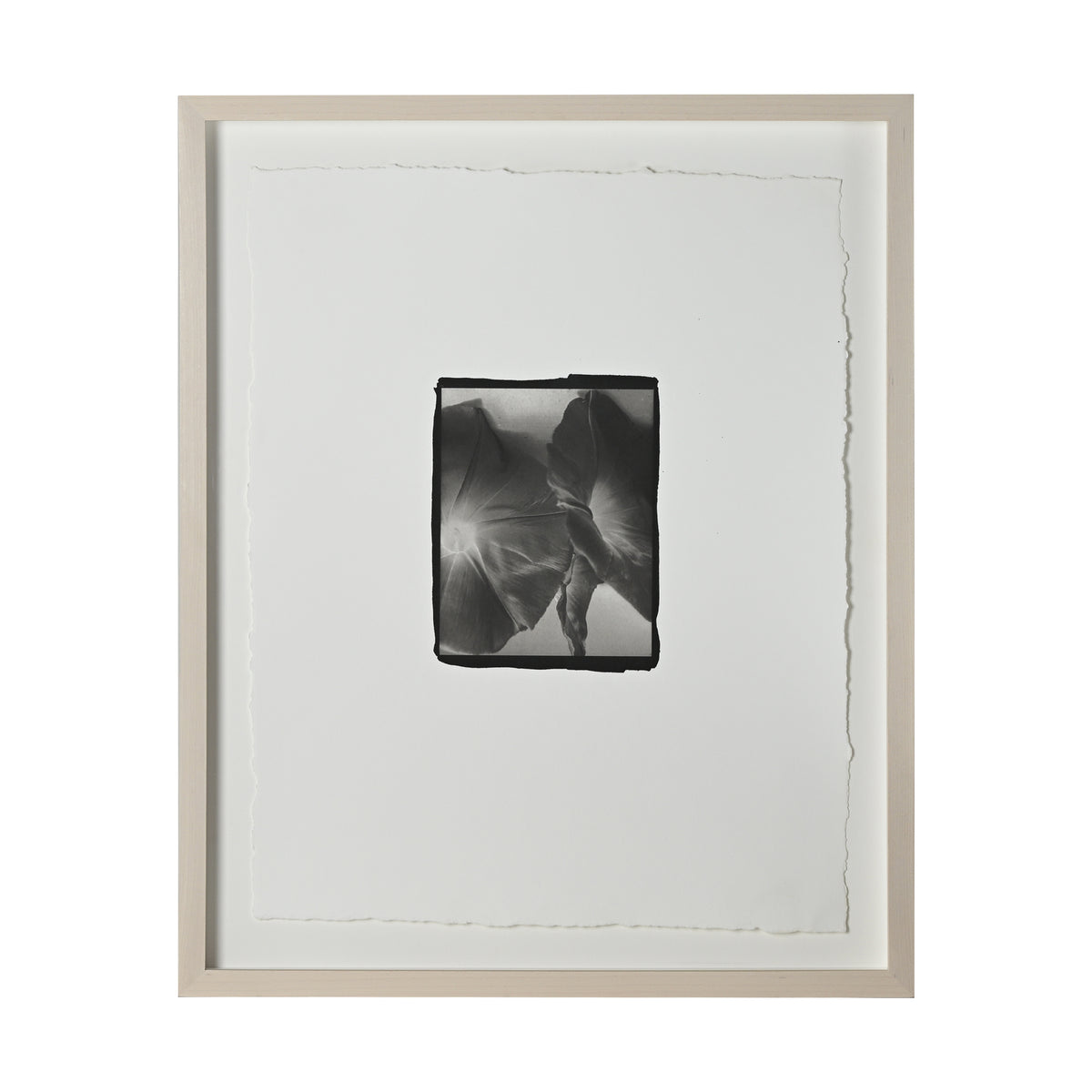 Frances Palmer, Morning Glory Platinum-Palladium Print