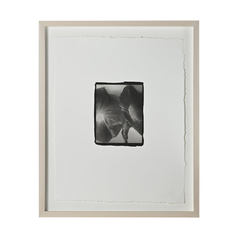 Frances Palmer, Morning Glory Platinum-Palladium Print