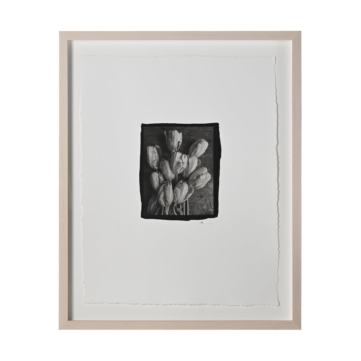 Frances Palmer, Parrot Tulips Platinum-Palladium Print