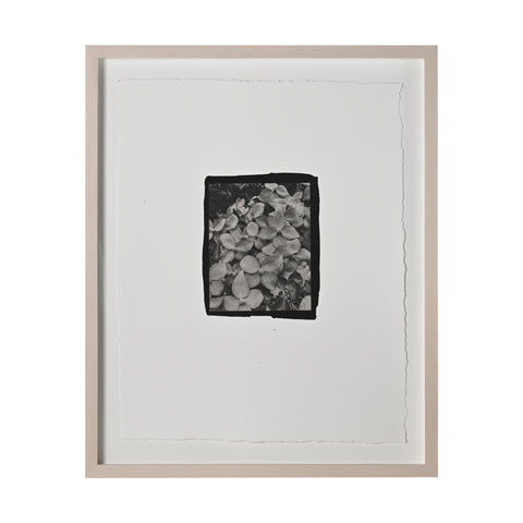 Frances Palmer, Pink Kousa Dogwood Platinum-Palladium Print