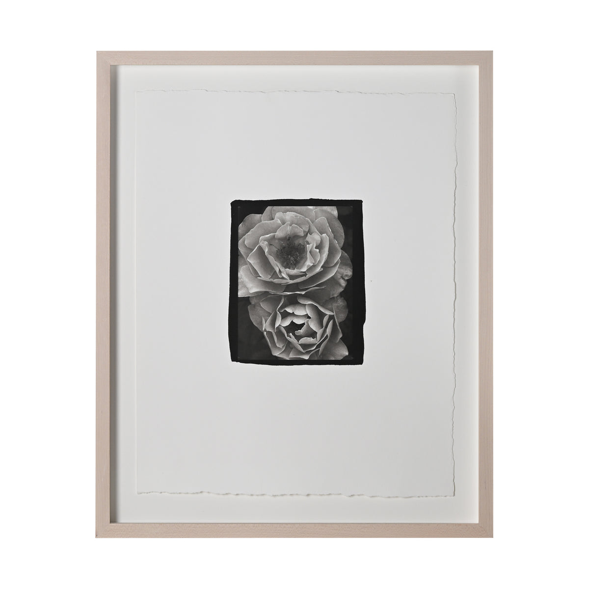 Frances Palmer, Roses Platinum-Palladium Print