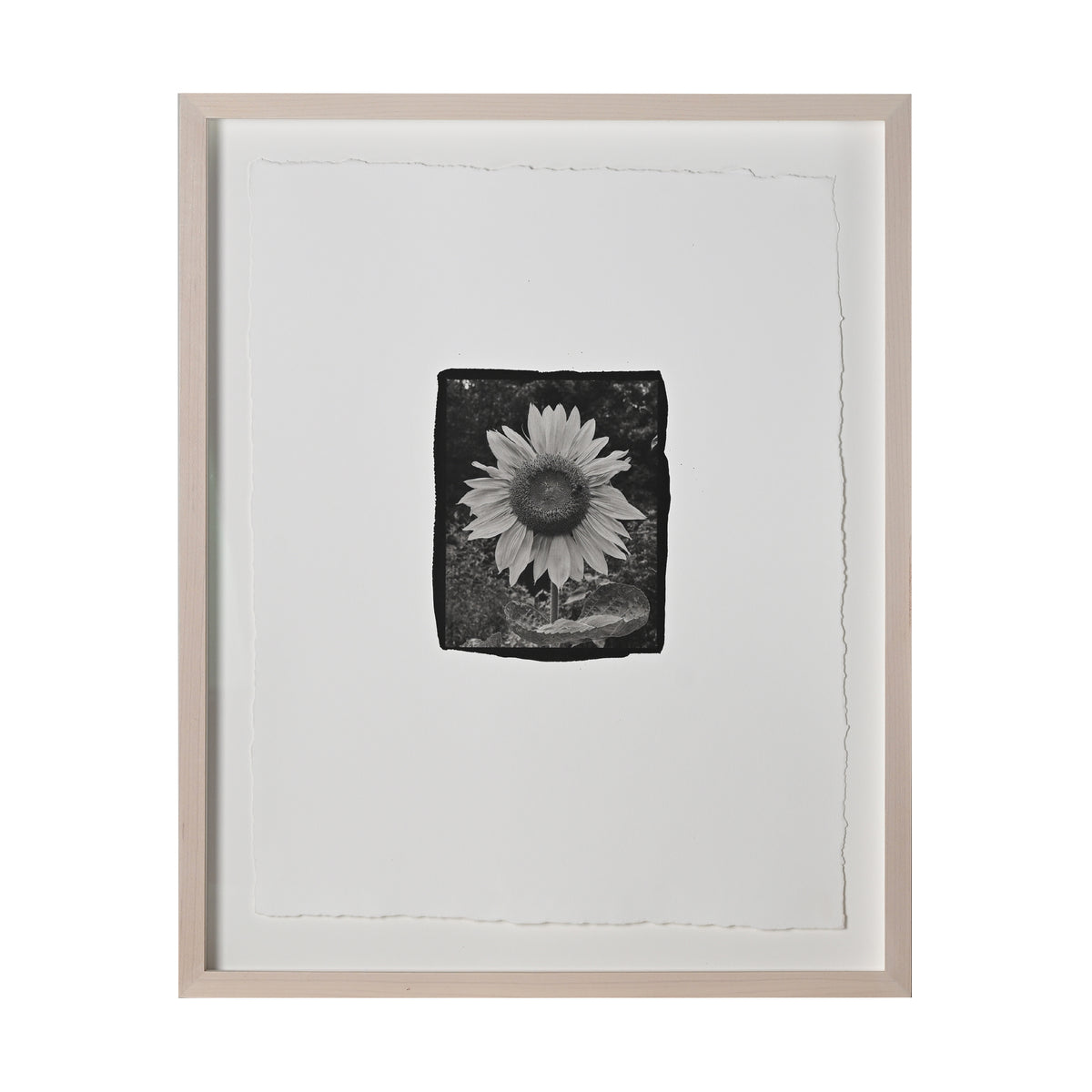 Frances Palmer, Sunflower Platinum-Palladium Print