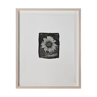 Frances Palmer, Sunflower Platinum-Palladium Print