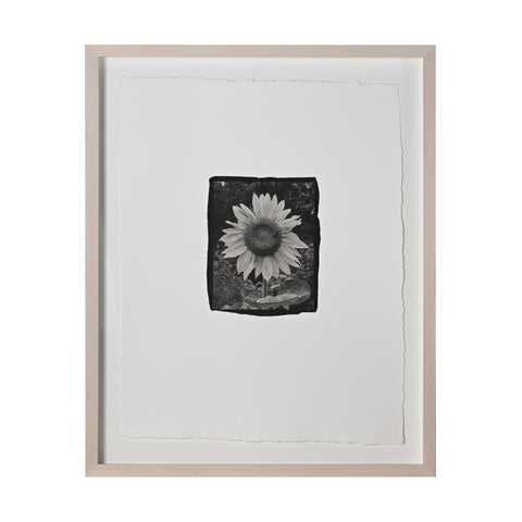 Frances Palmer, Sunflower Platinum-Palladium Print