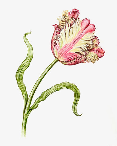 Jill Amadei, Flaming Parrot Tulip