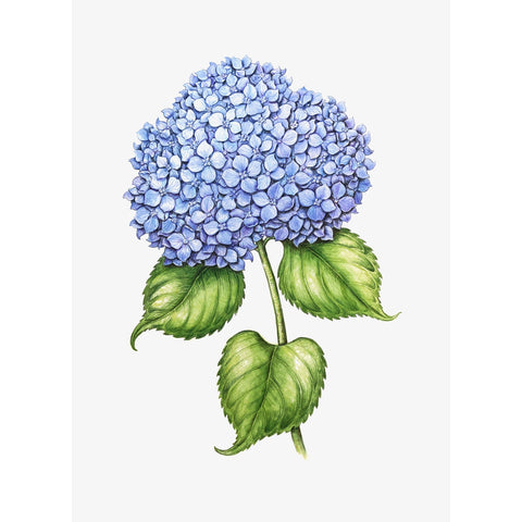 Jill Amadei, Blue Hydrangea