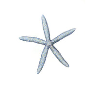 Jill Amadei, Blue Starfish
