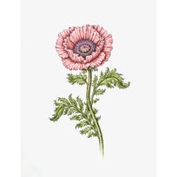 Jill Amadei, Coral Oriental Poppy