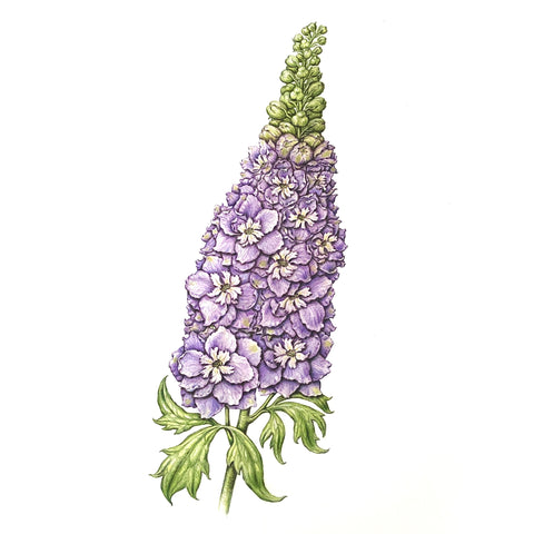 Jill Amadei, Delphinium