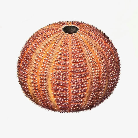 Jill Amadei, Orange English Channel Sea Urchin