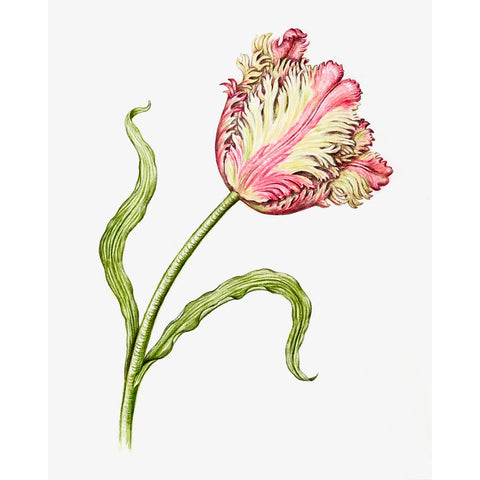 Jill Amadei, Flaming Parrot Tulip