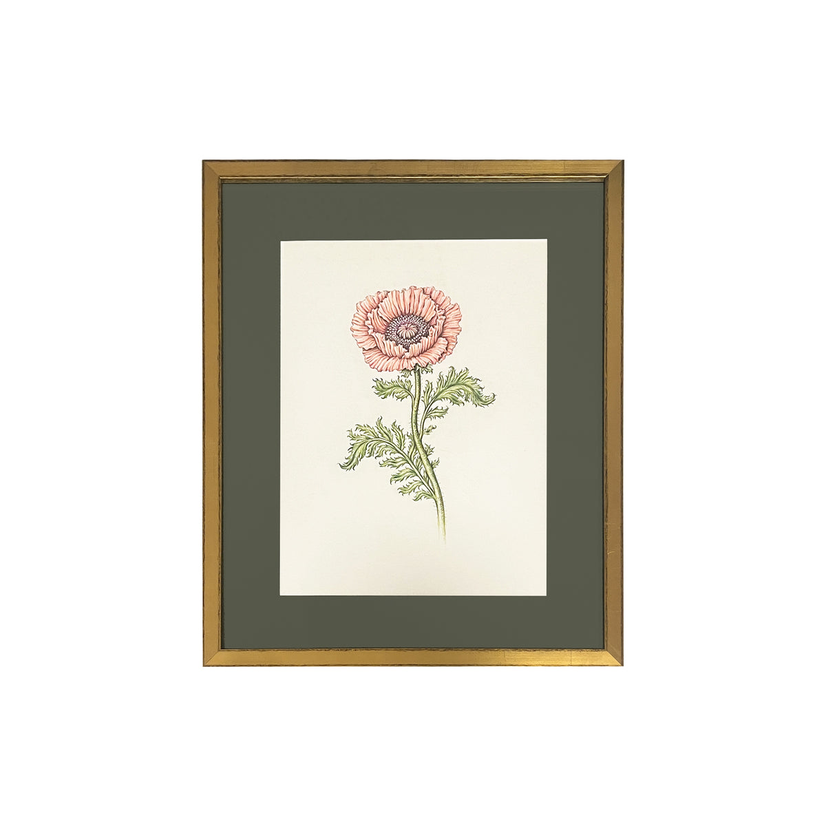 Jill Amadei, Coral Oriental Poppy