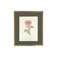 Jill Amadei, Coral Oriental Poppy