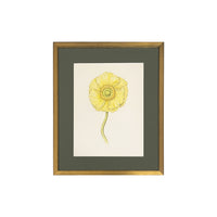 Jill Amadei, Light Yellow Poppy