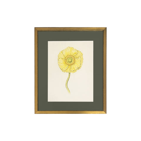 Jill Amadei, Light Yellow Poppy