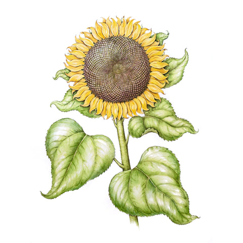 Jill Amadei, Heirloom Sunflower