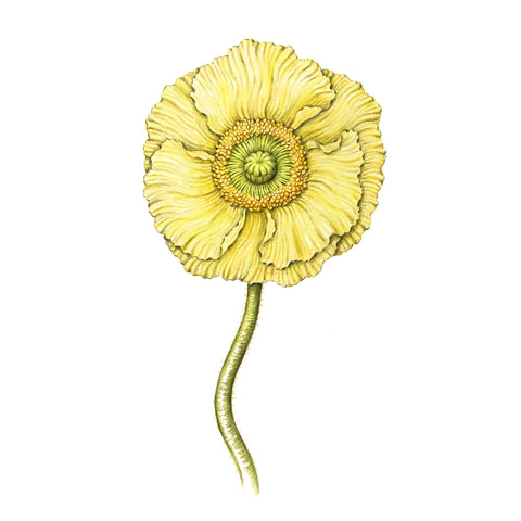 Jill Amadei, Light Yellow Poppy, 2024