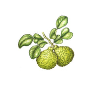 Jill Amadei, Makrut Lime