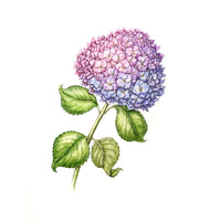 Jill Amadei, Multicolor Hydrangea