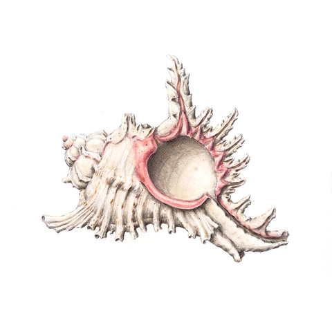 Jill Amadei, Murex Ramosus Shell