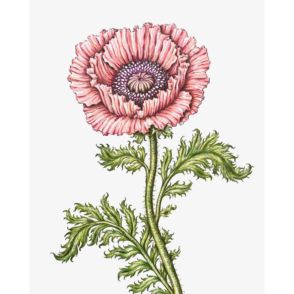 Jill Amadei, Coral Oriental Poppy