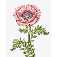 Jill Amadei, Coral Oriental Poppy