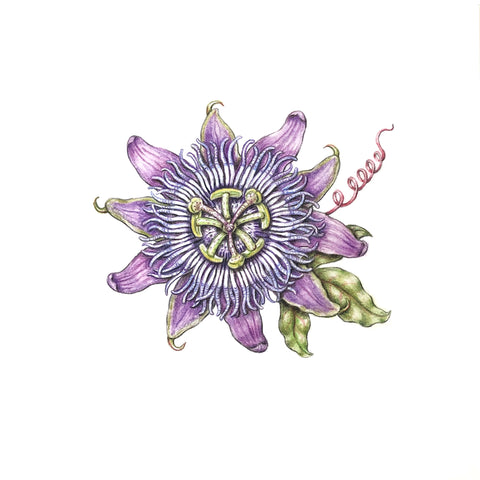 Jill Amadei, Purple Passion Flower