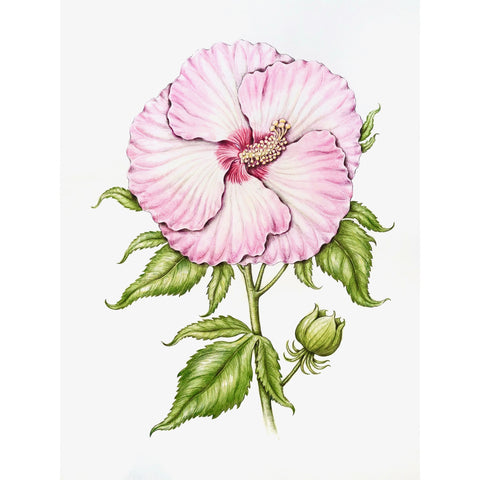 Jill Amadei, Pink Ballet Slipper Hibiscus