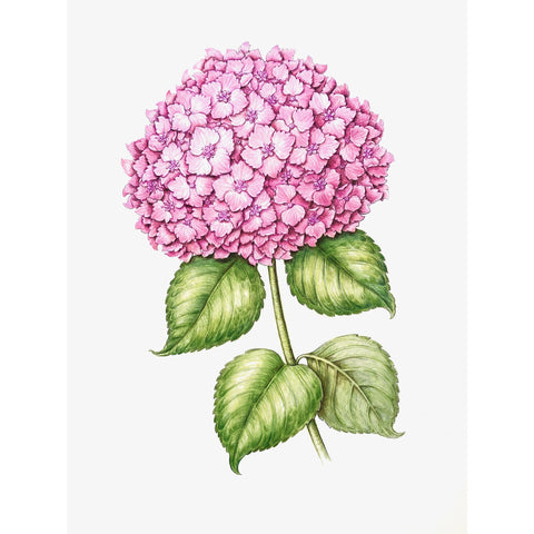 Jill Amadei, Pink Hydrangea