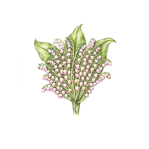 Jill Amadei, Pink Lily of the Valley