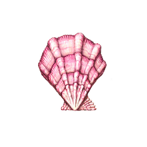 Jill Amadei, Pink Swiftopecten Shell