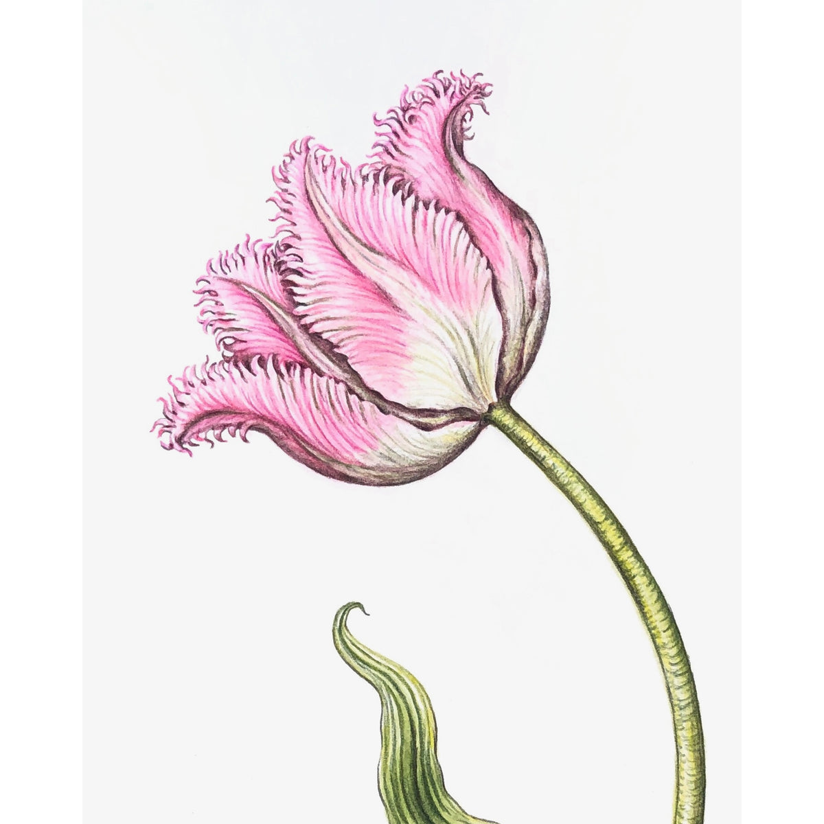 Jill Amadei, Pink Fancy Frills Fringed Tulip