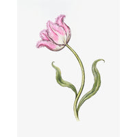 Jill Amadei, Pink Fancy Frills Fringed Tulip